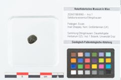 Foto (Detailansicht) von Salisburia eocenica Ettingshausen (NHMW-GEO-2024-0188-8985)